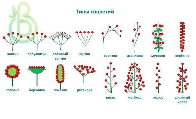 Определите название схемы