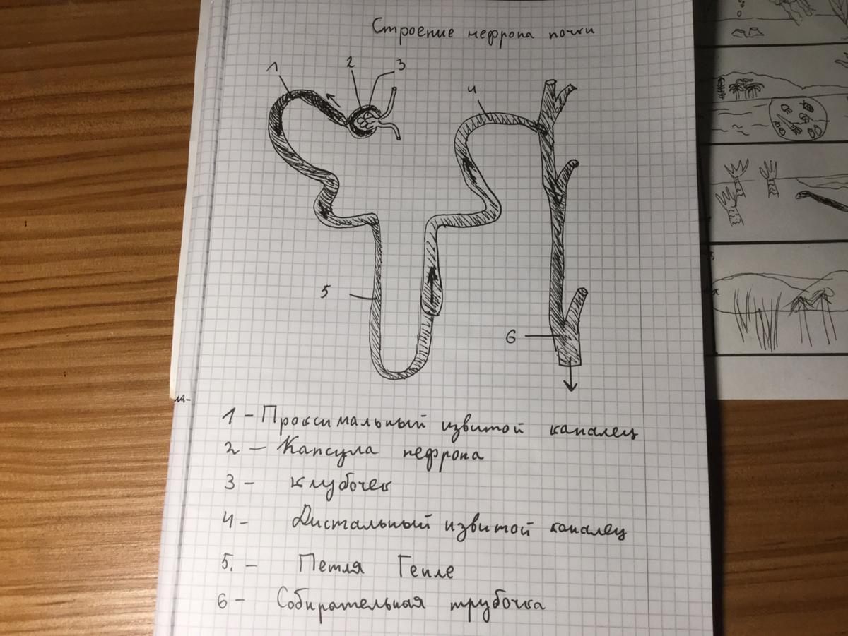 Какая структурная единица почки изображена на рисунке что обозначено цифрой 5