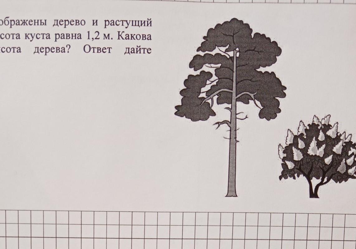 На рисунке изображены облепиха и дуб. На рисунке изображён д. Куст и дерево растущий рядом высота дерева равна. На рисунке изображены дерево и растущий рядом куст. Какова примерная высота дерева.