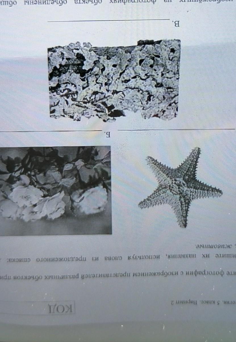 Морская звезда впр 4 класс. Два из изображенных на фотографиях объекта. Название объекта выпадающего из общего ряда. Что изображено на фотографии. Объект выпадающий из общего ряда.