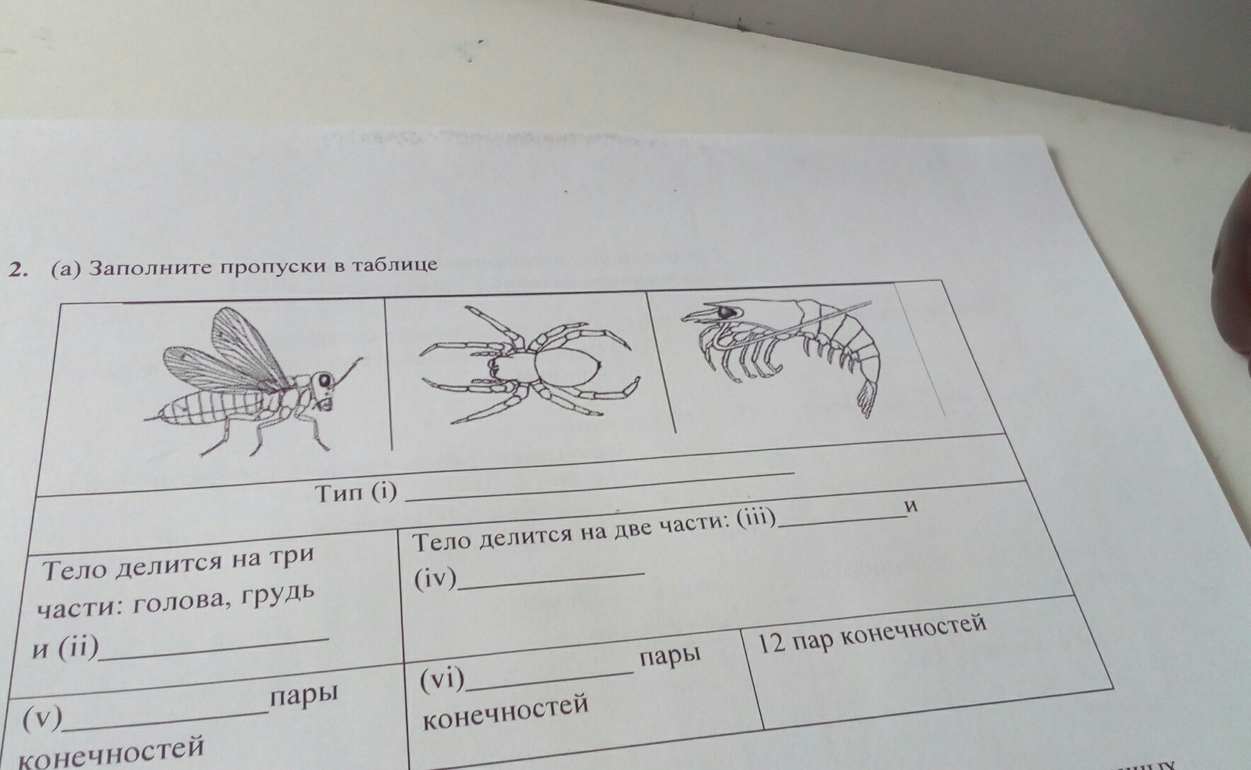 У насекомых три пары конечностей