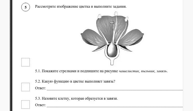 Впр по биологии 6 класс с ответами образец с ответами