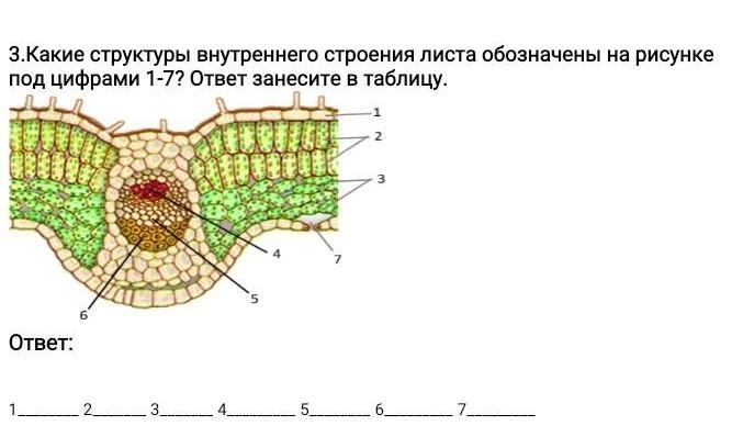 Внутреннее строение листа 5 класс биология рисунок