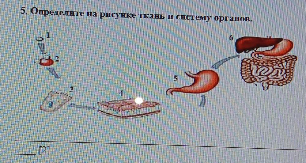 5 определи. Определять по рисункам ткани и системы органов. Определить картинку. Отдача органов и тканей картинки. Определи на рисунке щупаю.
