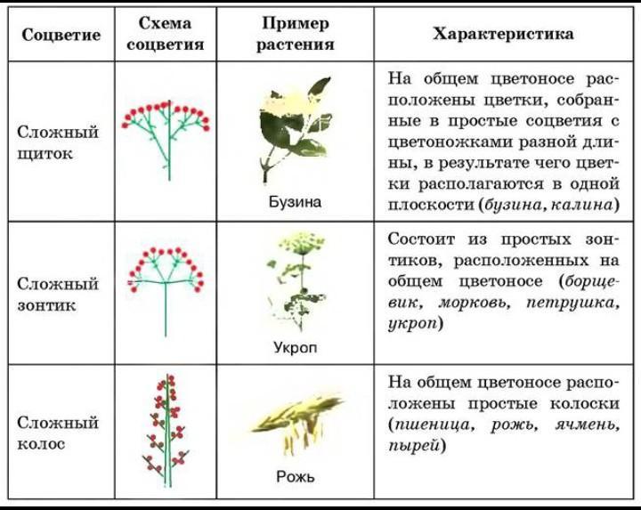 Зонтик схема биология