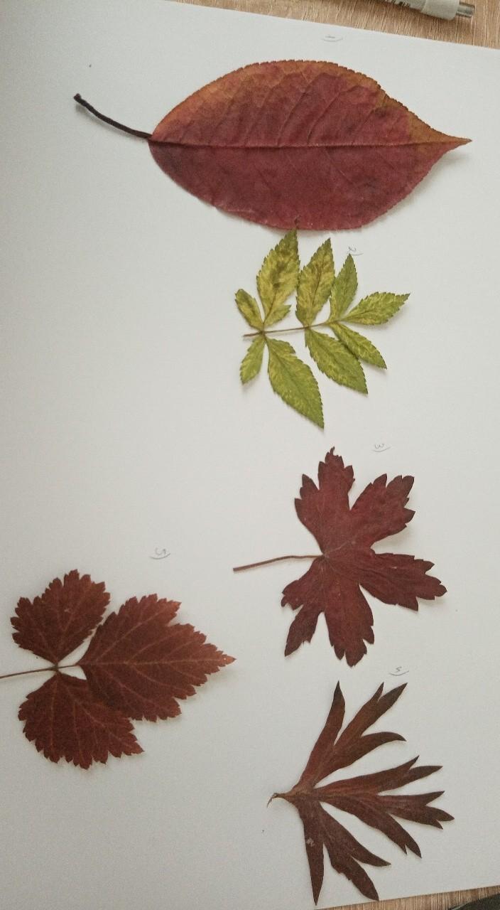 у растений листья в виде пластинок. ваш вопрос листьев. ваш вопрос листьев. ваш вопрос листьев. знак вопроса.