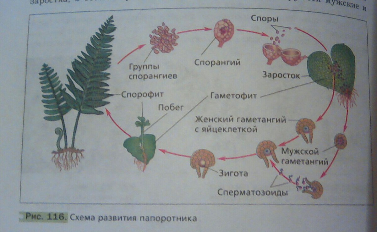 Спорофит папоротника картинка