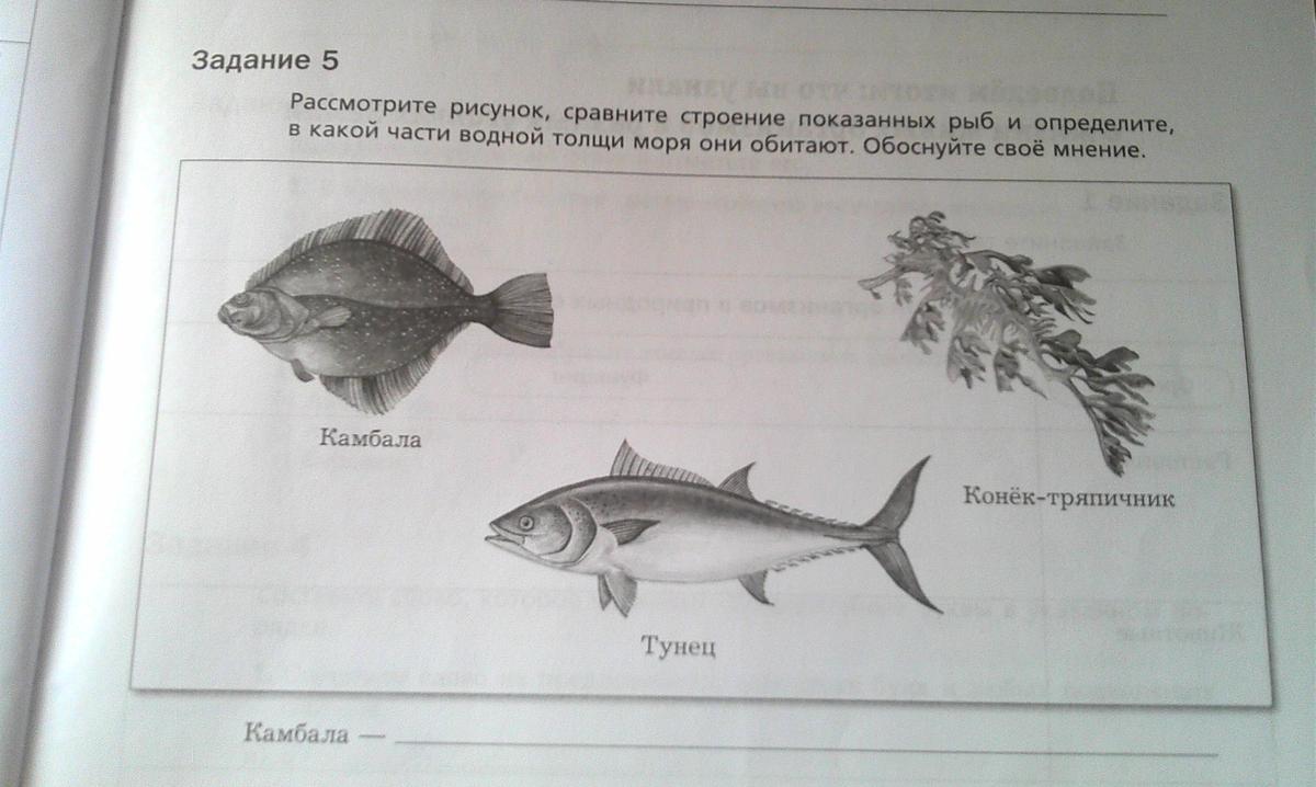 Рассмотри рисунок и определи значение м