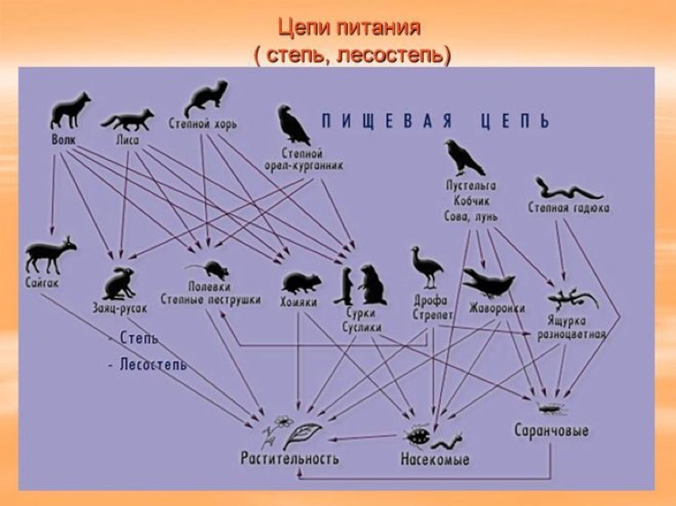 Схема пищевой сети