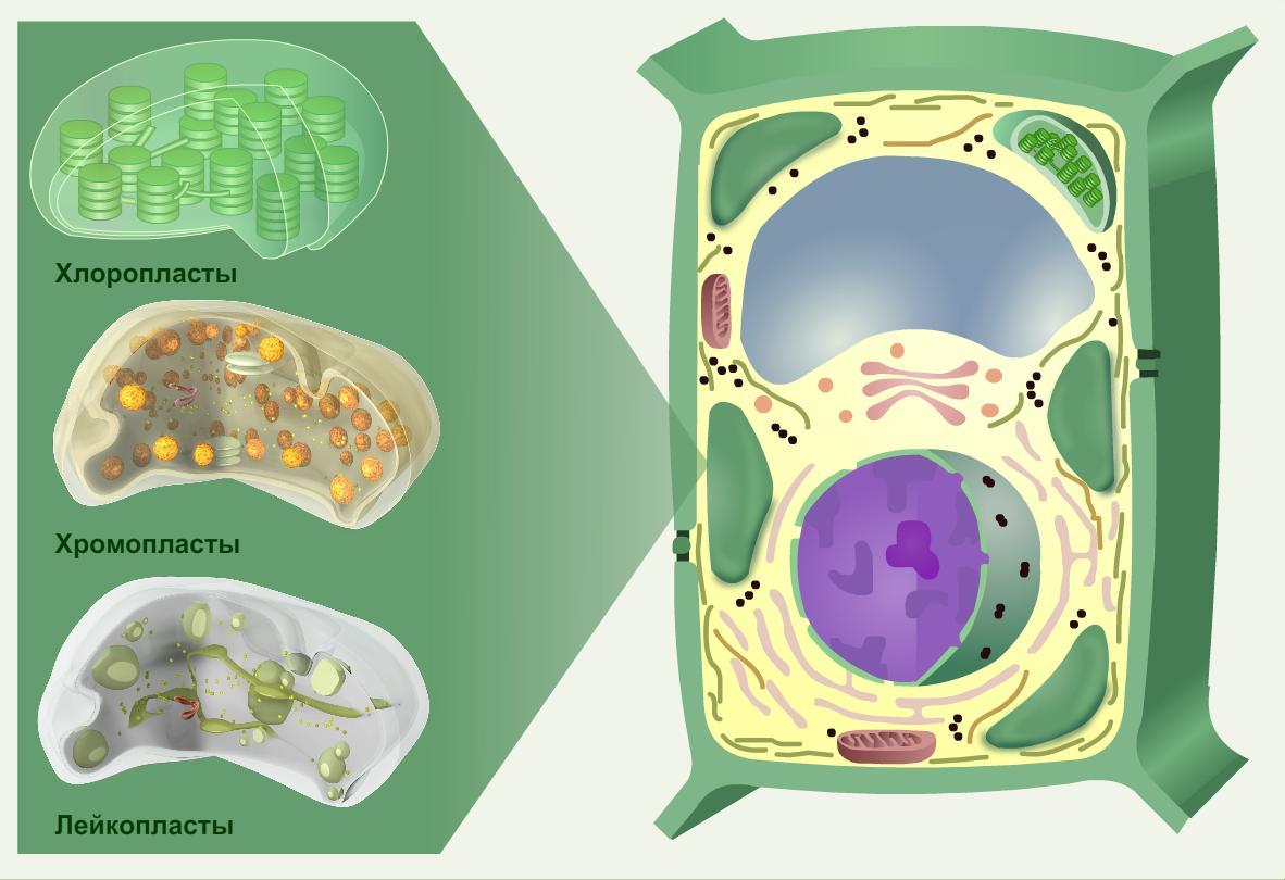 Пластиды рисунок с подписями