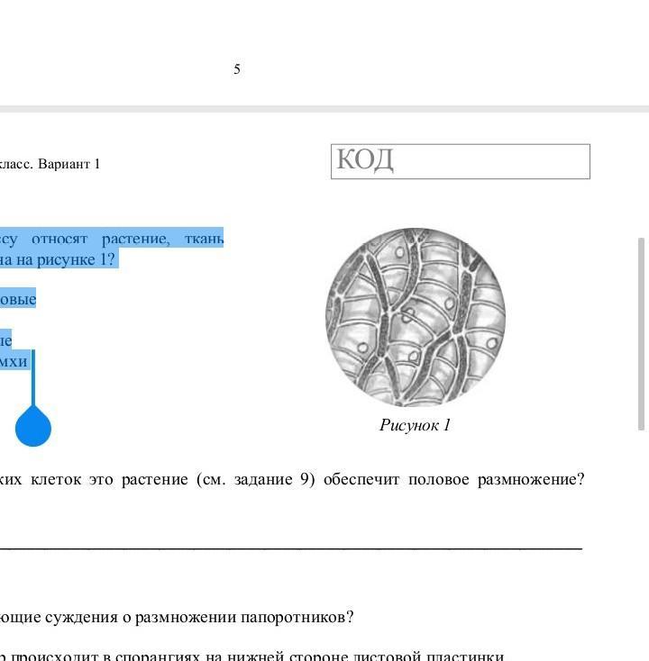 К какому классу относится растение ткань которого показана на рисунке