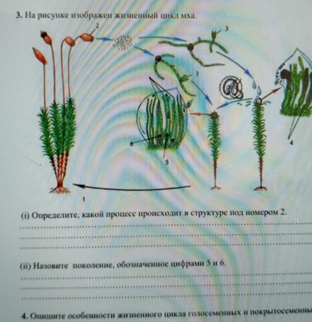 Мха выявлены. Жизненный цикл мхов зарисовка. Жизненный цикл мха. На рисунке изображен жизненный цикл мха. Нарисовать жизненный цикл мохообразных..