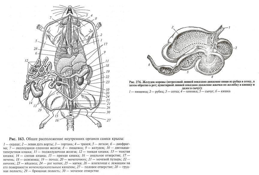 Серая крыса строение. Топография внутренних органов крысы. Внутреннее строение крысы схема. Внутреннее строение кролика самки. Пищеварительная система крысы.