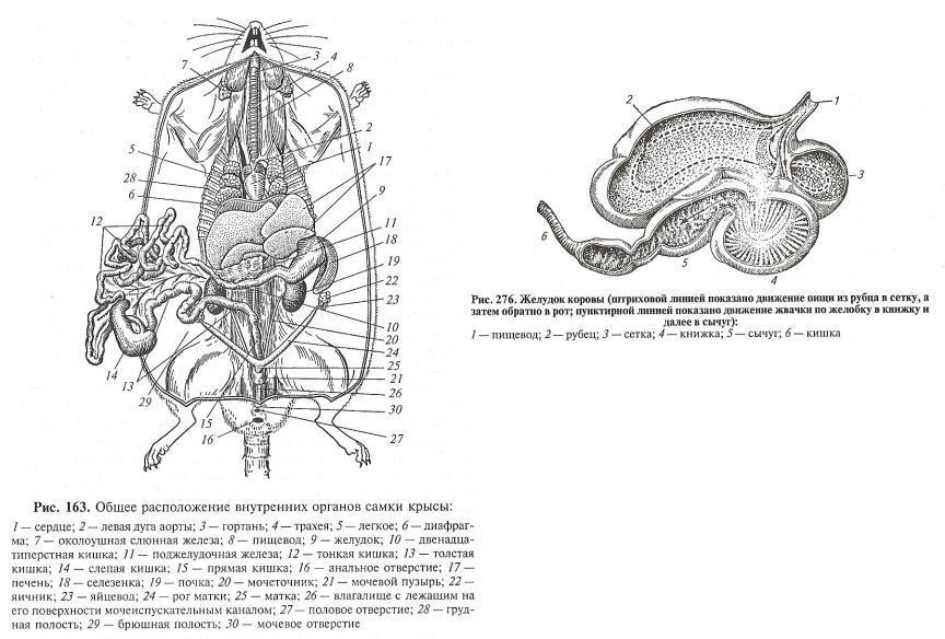 Селезенка мыши. Топография внутренних органов крысы. Внутреннее строение крысы схема. Топография внутренних органов млекопитающих. Внутреннее строение кролика самки.