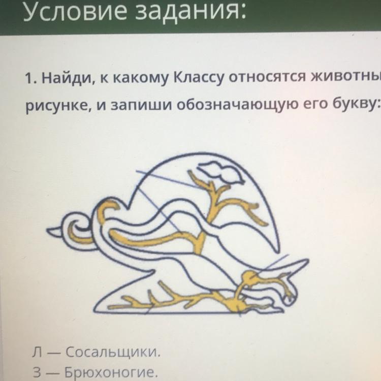 Какой буквой обозначено животное. Обозначь к какому классу относятся животные. К какому классу животных относятся на рисунке. К какому классу относятся животные схемой которых. Найди к какому классу относится животные схема одной из систем.