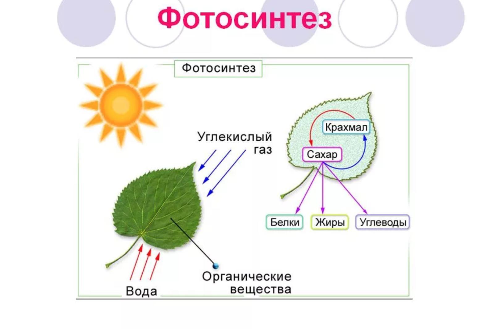 Схема демонстрирующая процесс фотосинтеза