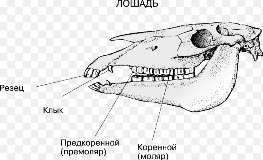 Если у животного имеется череп. Строение зубов непарнокопытных. Строение зубов жвачных животных. Зубная система отряд парнокопытные. Череп лошади зубная формула.