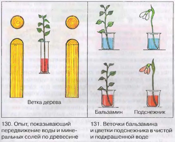 Схема движения веществ по стеблю