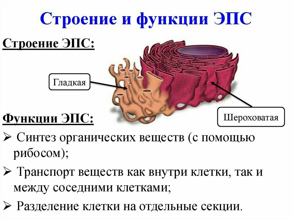 Укажите кто выполняет сборку схемы на электроподвижном составе эпс