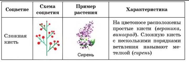 Изучив текст параграфа заполните таблицу соцветия и рисунок 51