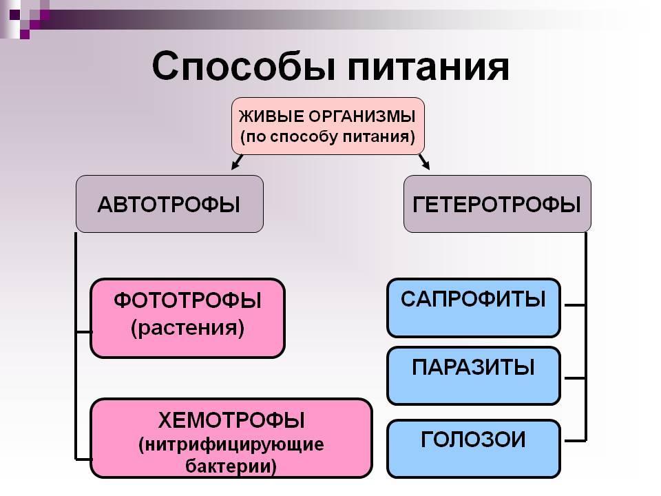 Схема классификация организмов по типу питания - 94 фото