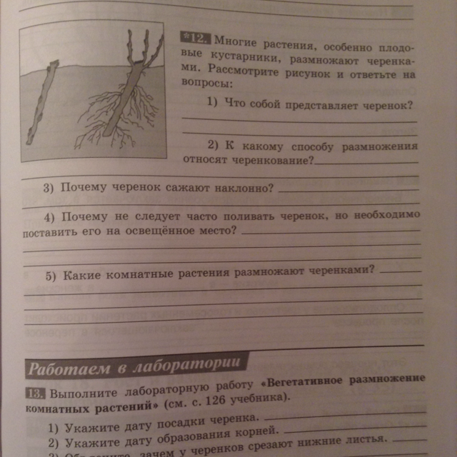 Многие растения особенно плодовые кустарники размножают черенками рассмотрите рисунок и ответьте на