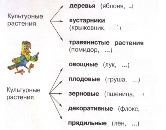 Культурные растения таблица. Культурные растения схема. Схема дикорастущие и культурные растения. Таблица дикорастущие и культурные растения. Разнообразие культурных растений.