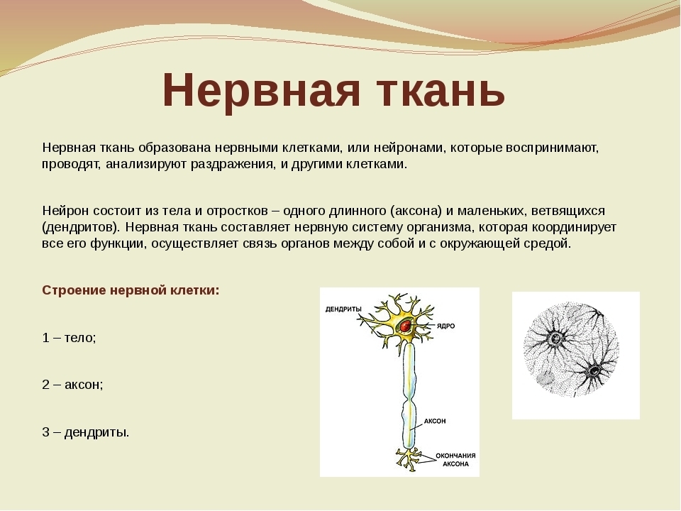 Нервная ткань в организме. Особенности строения нервной ткани кратко. Функция нервной ткани 8 класс биология. Функции нервной ткани 7 класс биология. Нервная ткань функции 5 класс биология.