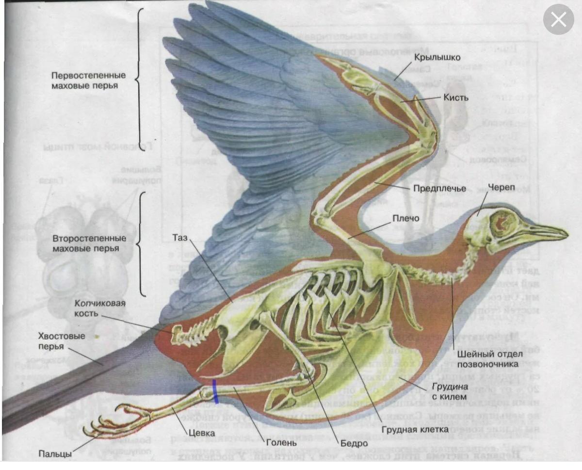 Назови части птицы. Строение скелета птицы голубя. Внутреннее строение сизого голубя. Внутреннее строение птицы биология 7 класс. Строение внутренних органов голубя.