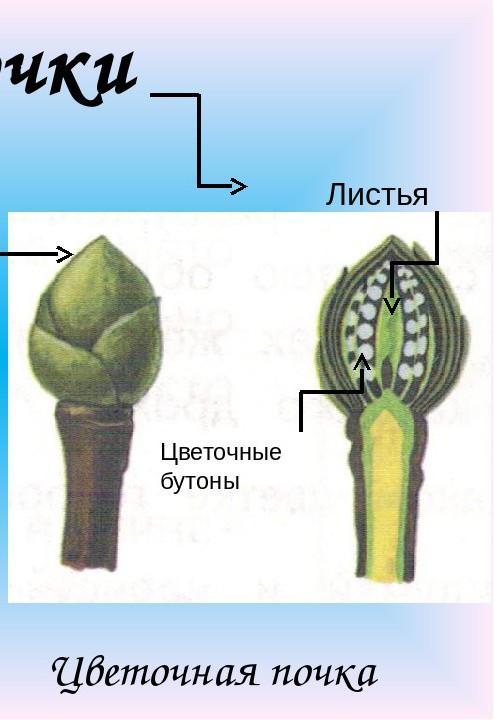 Какие почки указаны на рисунке