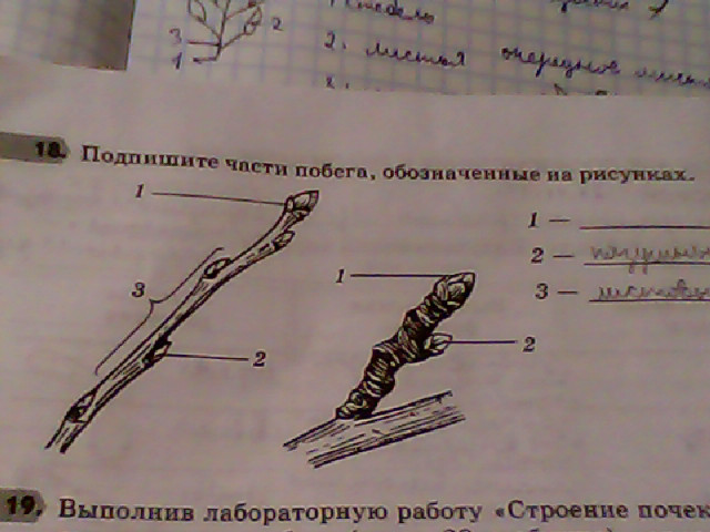 Подпишите части побега обозначенные на рисунке