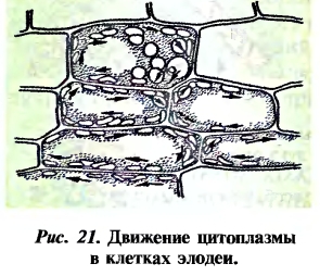 Нарисуй любые клетки подпиши какому живому организму они принадлежат