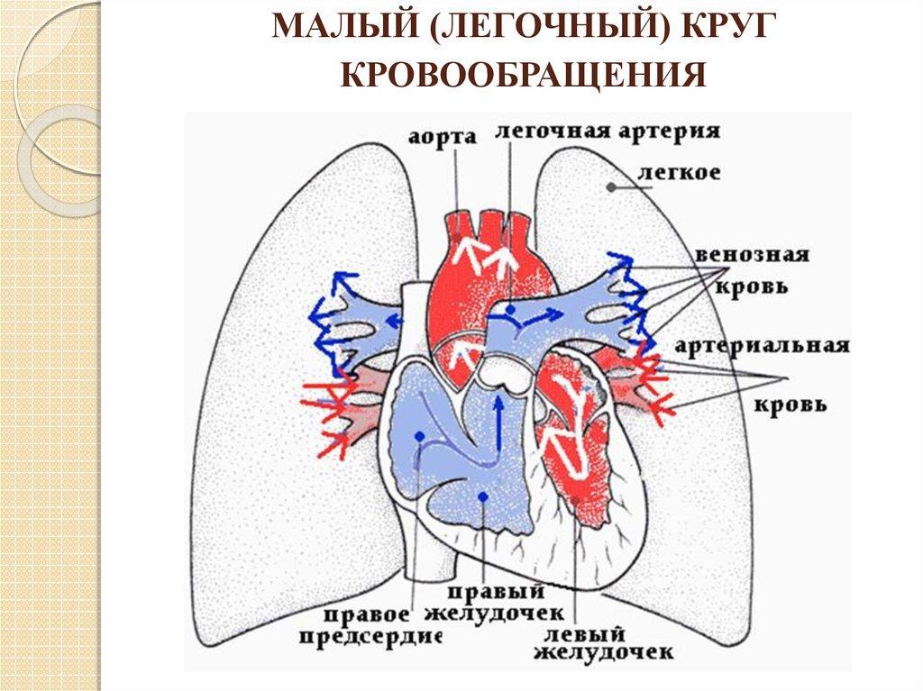 Сосуды малого круга. Легочное кровообращение схема. Сосуды малого круга кровообращения анатомия схема. Малый легочный круг кровообращения схема. Малый круг кровообращения легочная артерия.