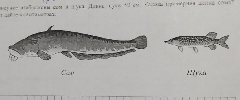 На рисунке изображен сом и налим длина налима 80 сантиметров