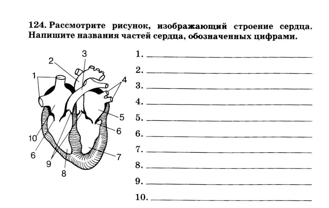 Сердце с тремя парами щелевидных отверстий. Строение сердца человека схема 8 класс. Строение сердца человека 8 класс биология. Строение сердца схема с подписями. Схема строения сердца продольный разрез.