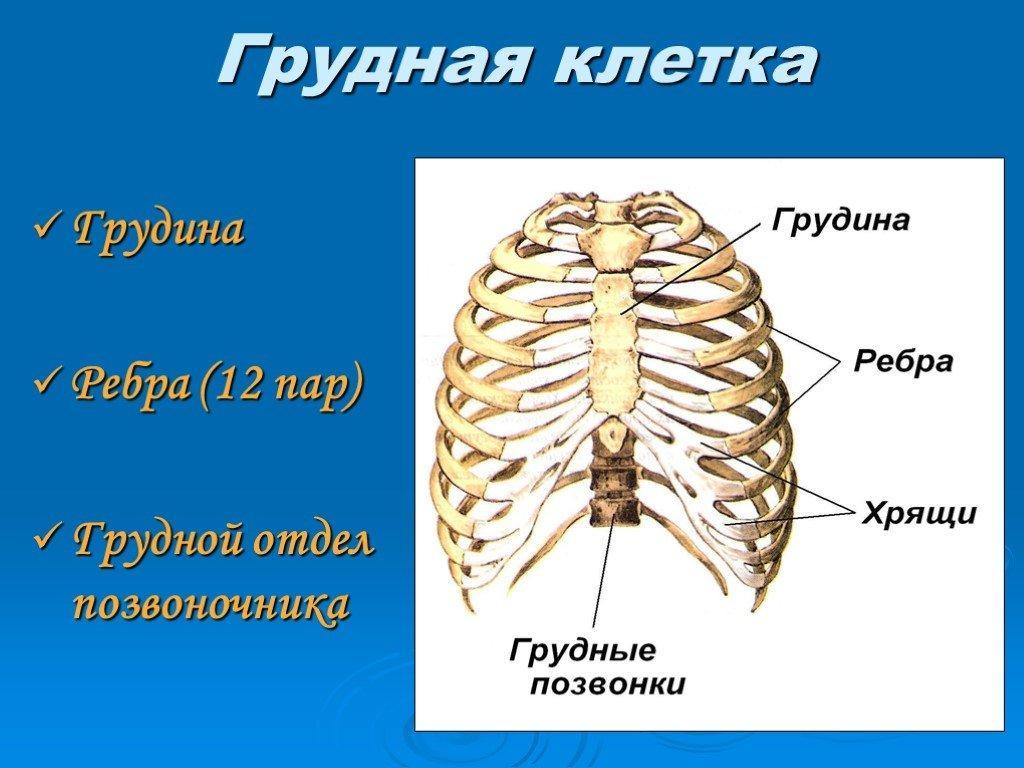 Схема ребер человека