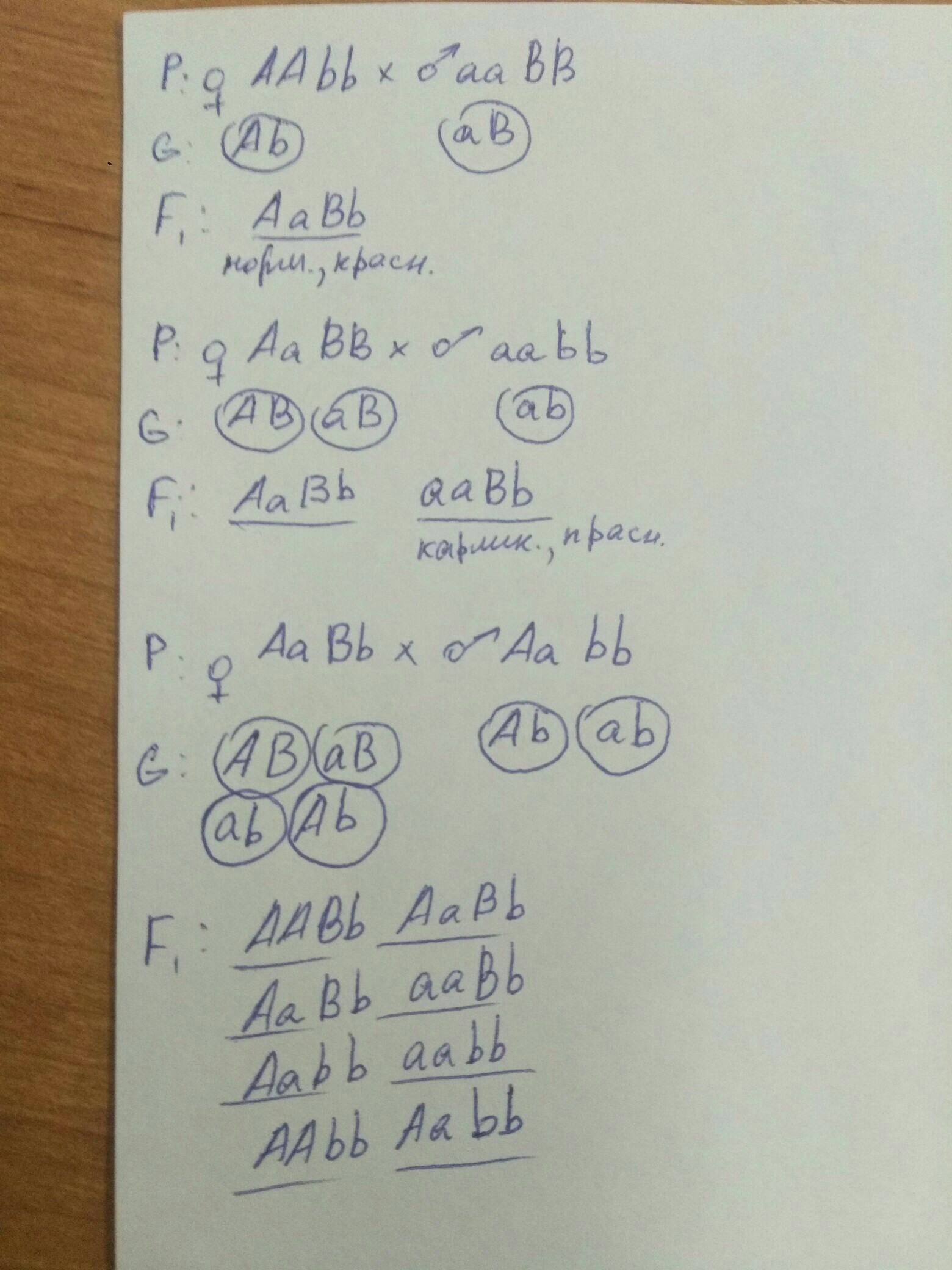 У томатов красная окраска доминирует. У томатов нормальная высота растений доминирует. Растения томата нормальной высоты. У томатов нормальная высота растений доминирует над карликовым. Окраска плодов АА АА.