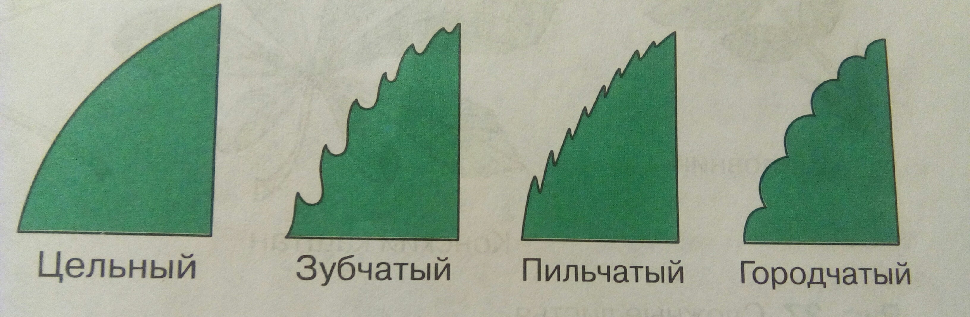 Форма края. Цельный зубчатый пильчатый городчатый. Край листа цельный зубчатый городчатый. Край листа (цельный, пильчатый, зубчатый, городчатый, выемчатый и т.д.). Городчатый край.