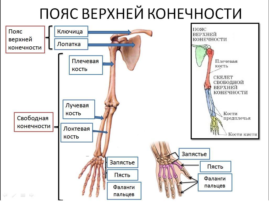 Определите какая кость на рисунке обозначена цифрой 1 назовите отдел скелета верхних конечностей