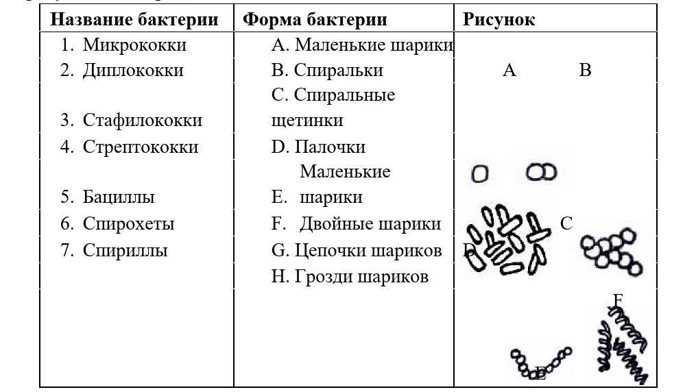 Установите соответствие между рисунком и названием. Бактерии названия 7 класс. Формы бактериальных клеток таблица. Формы бактерий и их названия. Основные формы бактерий таблица.