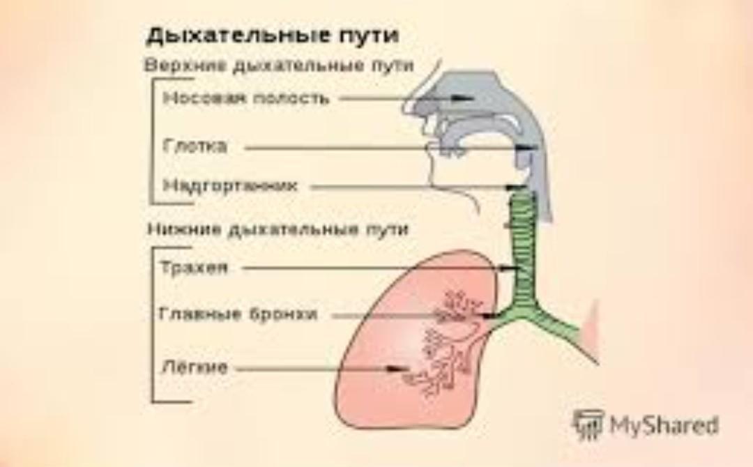 Дыхательные пути это. Верхние дыхательные пути схема. Нижние дыхательные пути схема. Верхние и нижние дыхательные пути. Верхние дыхательные пути и нижние дыхательные пути.