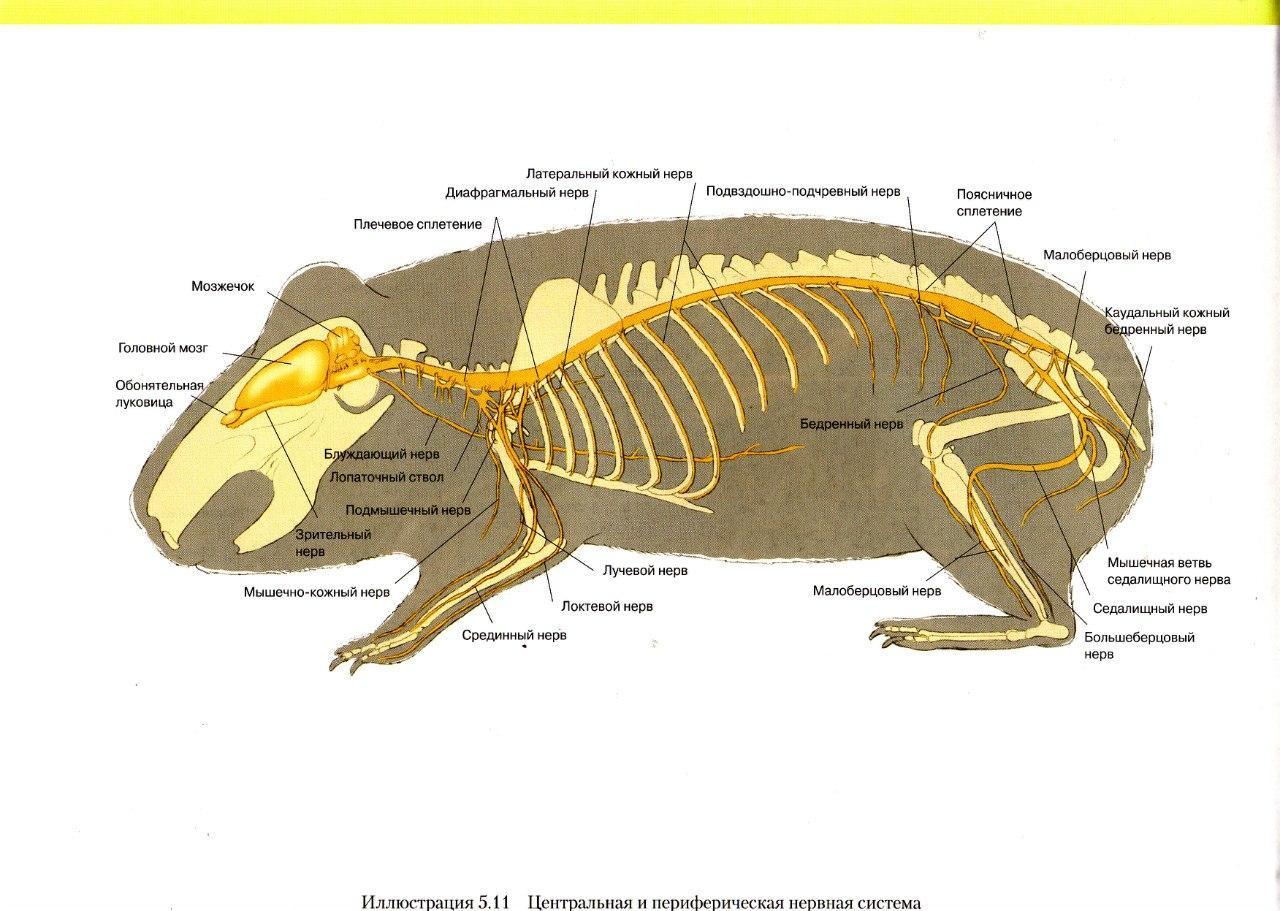 Внутреннее строение ежа. Строение скелета морской свинки. Строение хомяка джунгарика скелет. Строение органов морской свинки. Анатомия свиньи нервная система.
