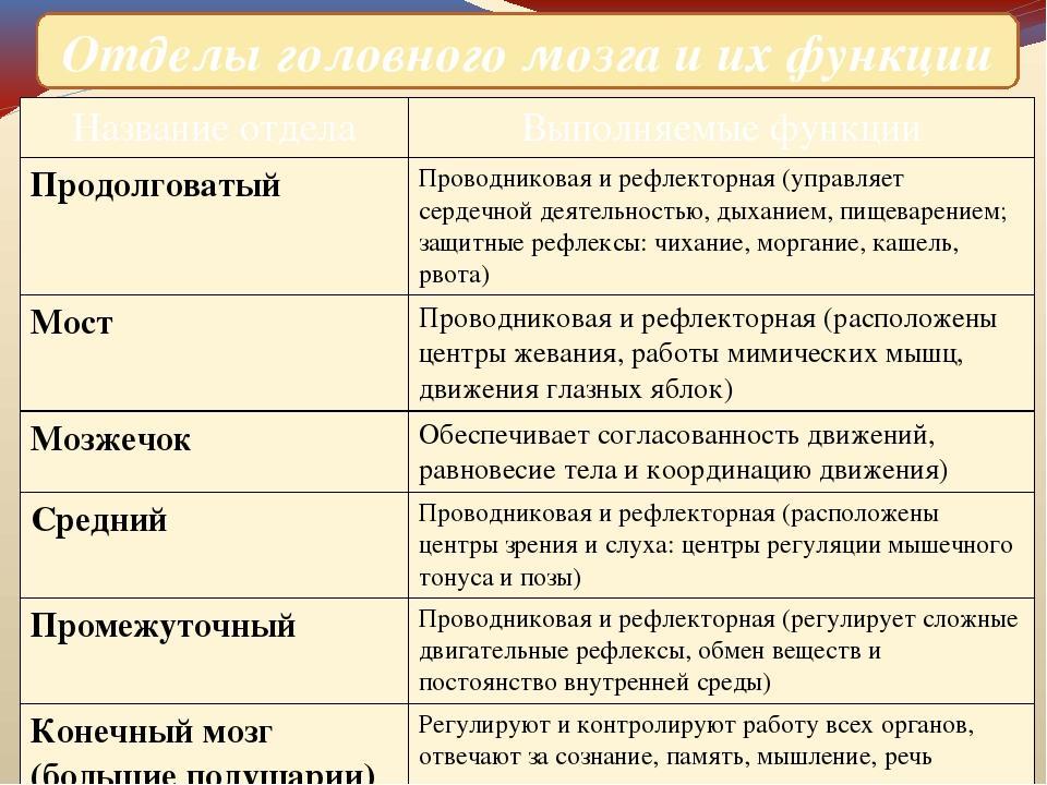 Используя обозначения рисунка заполните таблицу отделы головного мозга