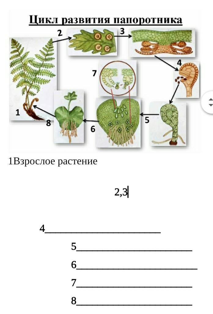 В цикле развития папоротника орляка преобладает на рисунке эта стадия обозначена цифрой