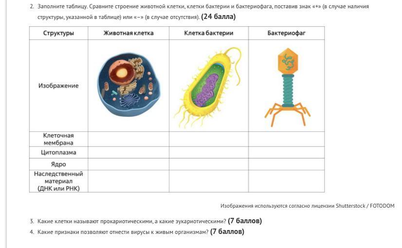 Строение животной клетки таблица. Клетка бактерии и человека. Клеточные организмы. Строение бактериальной клетки 5 класс биология таблица. Строение клетки бактериофага клеточная мембрана таблица.