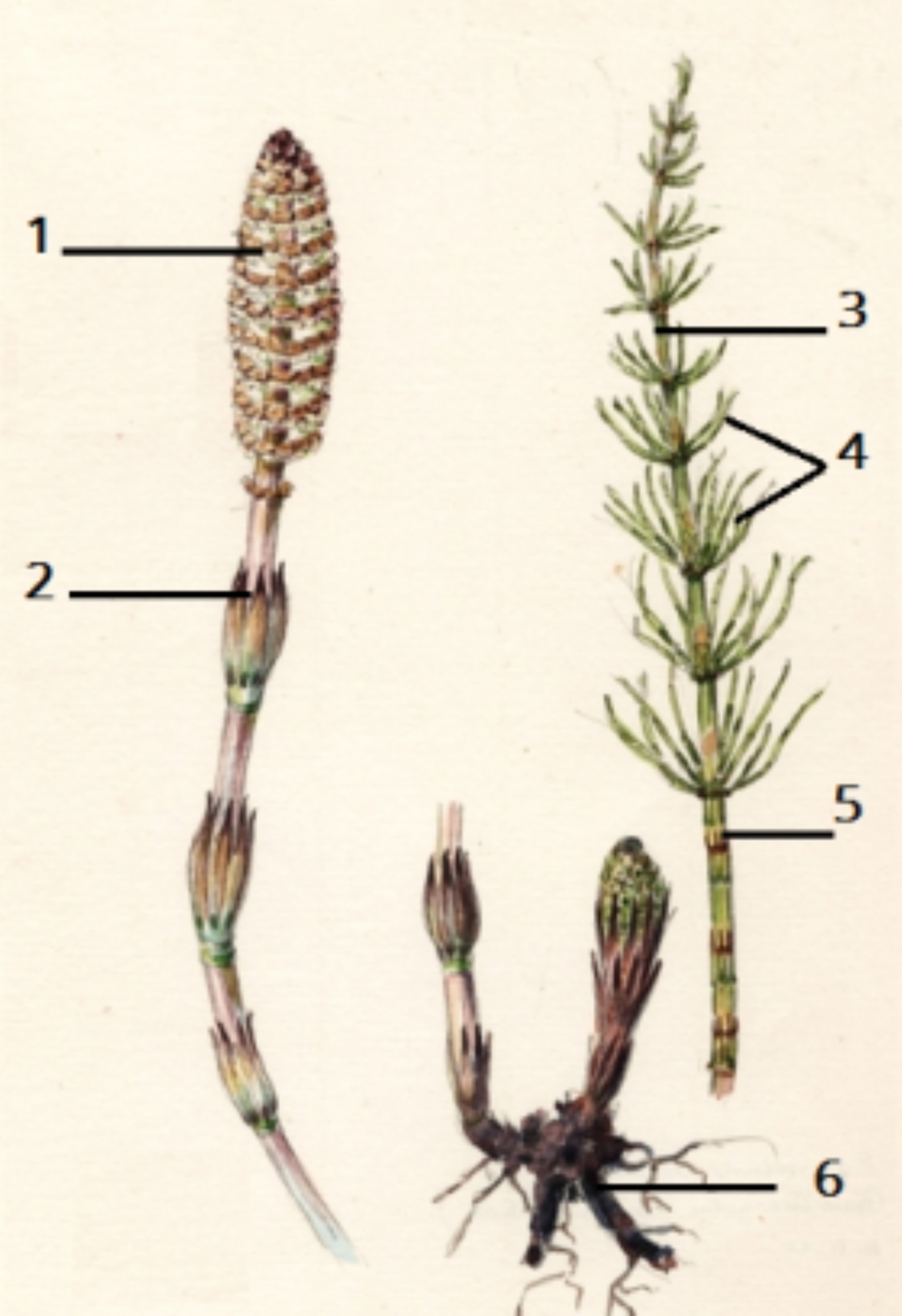 Рассмотрите рисунок на весенних побегах хвоща созревают