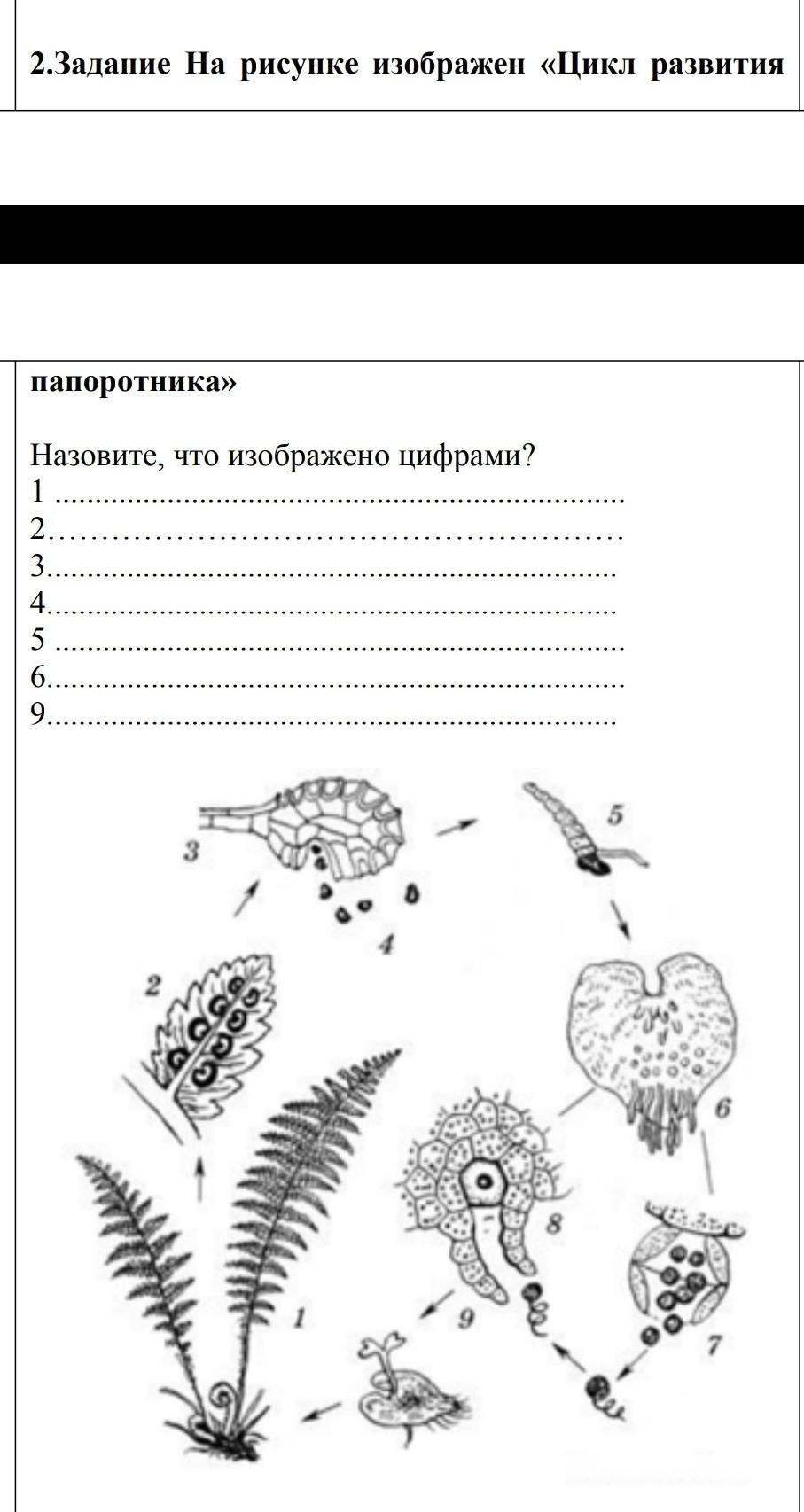 Жизненный цикл папоротника рисунок