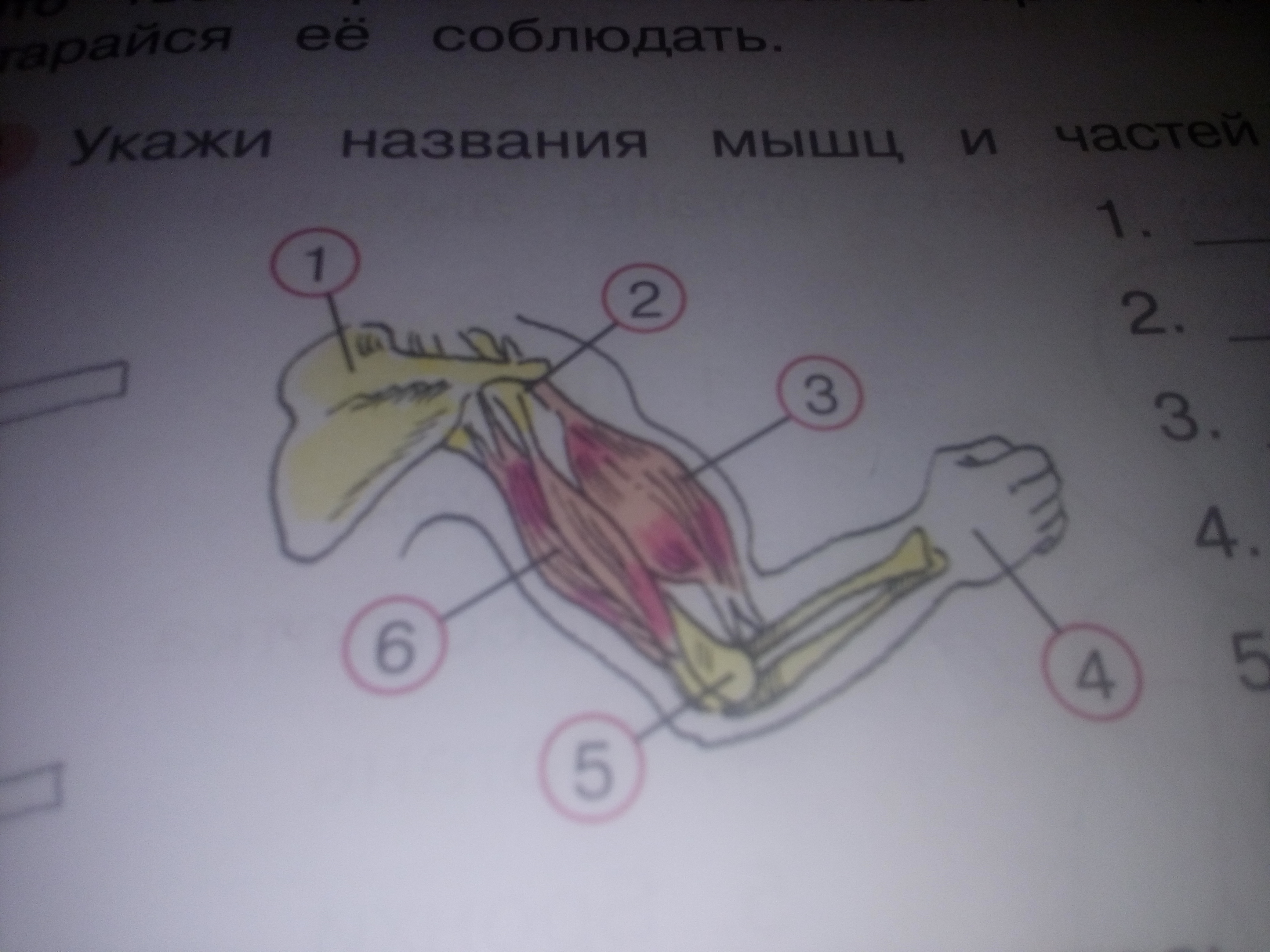 Рука 3 класс. Названия частей мышц на руках. Укажи название мышц и частей руки. Укажите название частей руки. Названия мышц и частей руки окружающий мир 3 класс.