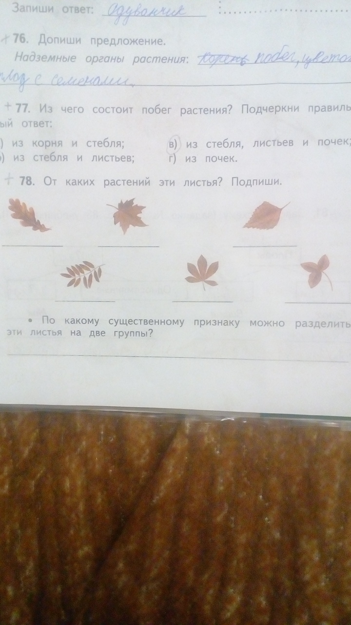 существенные признаки листьев. от каких растений эти листья подпиши. от каких растений эти листья подпиши. формы листовых пластинок простых листьев. от каких растений эти листья подпиши.
