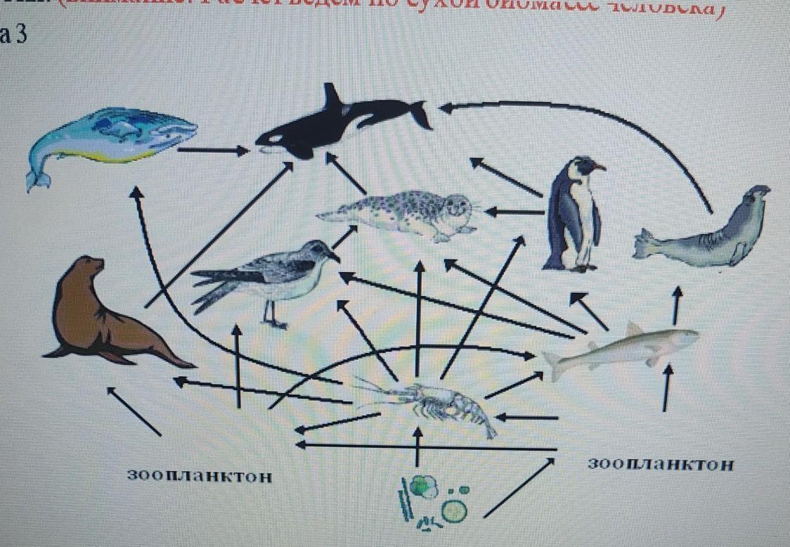 Какие организмы изображенные на рисунке 3. Пищевая цепь дельфина. Цепь питания с дельфином. Цепь питания кита. Пищевая цепь Азовского моря.